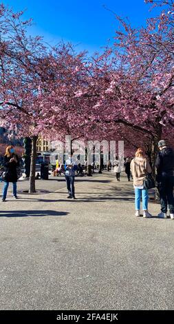 Un groupe de personnes jouant aux échecs dans la rue dans un parc . Photo de haute qualité Banque D'Images