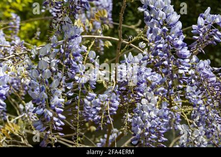 Gros plan de petites fleurs violet-bleu sur de longues branches minces dans un jardin ensoleillé Banque D'Images