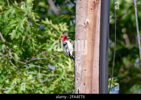 Pic à tête rouge perché sur le côté d'un poteau téléphonique, avec un fond d'arbres verts Banque D'Images