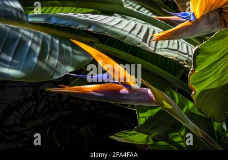 deux fleurs d'oiseau de paradis closeup lumière et ombres colorées arrière-plan Banque D'Images