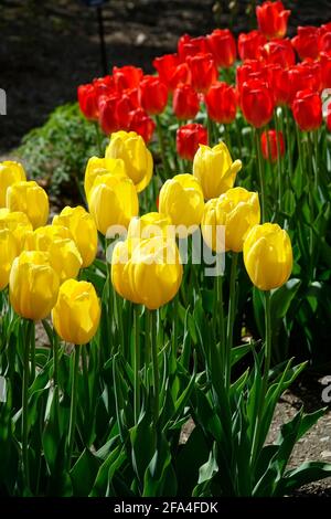 Un champ de tulipes jaunes et rouges au printemps Banque D'Images