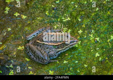 Grenouille léopard des Plaines adultes (Lithobates blari) sur les duckaded dans l'habitat du marais de Cattail, Castle Rock Colorado US. Photo prise en août. Banque D'Images