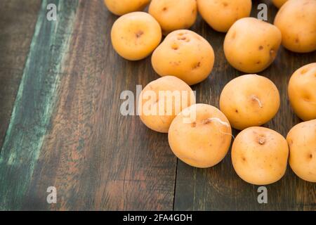 Solanum phureja - pomme de terre créole jaune biologique Banque D'Images