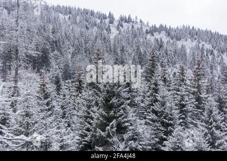 Pins enneigés à la Forêt Noire de Titisee-Neustadt, dans le sud de l'Allemagne. Banque D'Images