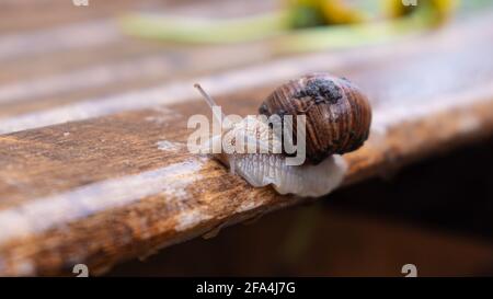 escargot rampant sur un banc mouillé de près Banque D'Images