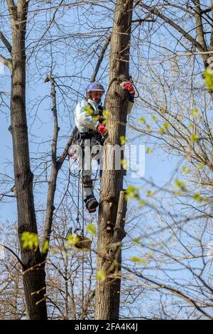 Moscou. Russie. 17 avril 2021. Un travailleur dans un casque sur des cordes monte un arbre pour couper des branches. Rajeunissement des arbres. Le travail des services publics de la ville Banque D'Images