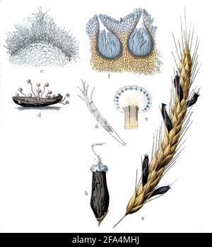 Champignon ergot / Claviceps purpurea Syn. Secale cornutum / Mutterkornpilz / livre botanique, 1909) Banque D'Images