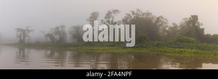 Paysage du Panama avec vue panoramique sur la forêt pluviale brumeuse dans la lumière du matin le long du Rio Chagres dans le parc national de Soberania, République du Panama. Banque D'Images