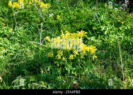 Des cowslides grandissent à hedgerow, dans l'est du Sussex, au Royaume-Uni Banque D'Images