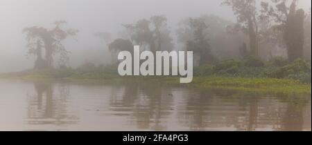 Paysage du Panama avec vue panoramique sur la forêt pluviale brumeuse dans la lumière du matin le long du Rio Chagres dans le parc national de Soberania, République du Panama. Banque D'Images