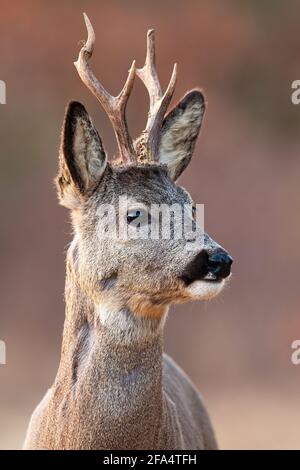Portrait de chevreuil regardant dans la nature printanière en vertical prise de vue Banque D'Images