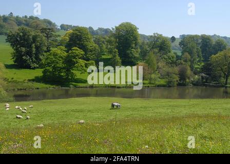 Vue sur le terrain avec des moutons au lac et à flanc de colline au-delà, vue célèbre dans les jardins paysagers de la maison de Minterne, de la Magna de Minterne, Dorset, Angleterre Banque D'Images