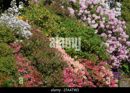 Rhododendrons en fleur dans les jardins de la maison de Minterne, de la Magna de Minterne, Dorset, Angleterre Banque D'Images