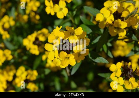 Erysimum Bowles mauve jaune, tête de fleur avec boutons rouges et pétales jaunes. Mise au point sélective, faible profondeur de champ Banque D'Images