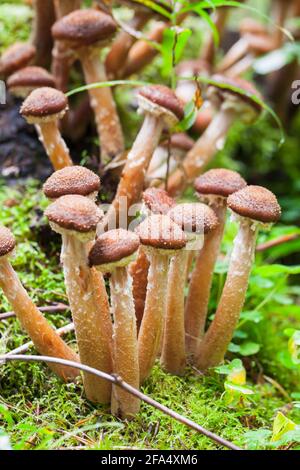 Les champignons poussent en forêt. Armillaria mellea, communément appelé champignon du miel. Photo verticale avec mise au point sélective Banque D'Images