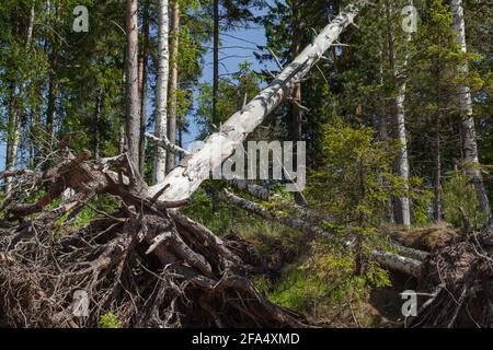 Les racines d'un arbre déchu lors d'une journée ensoleillée d'été Banque D'Images