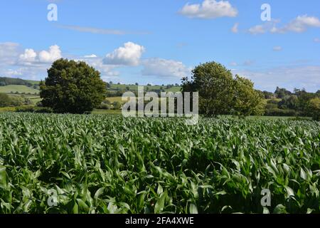 Anglais Paysage d'été avec champ de maïs sucré en premier plan Banque D'Images