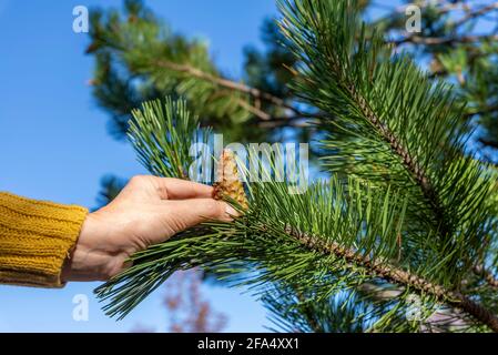 La main d'une femme attrapée pendant qu'elle cueil un cône de pin d'un arbre de la famille des conifères Banque D'Images