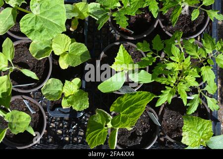 Variété de jeunes plantes, y compris les tomates et les concombres en pots d'un centre de jardin Banque D'Images