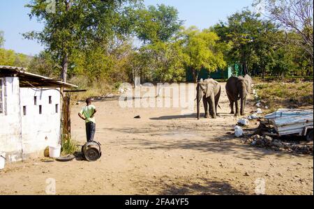Un homme qui regarde les jeunes éléphants d'Afrique vient en raid dans les poubelles d'un camp de brousse au Zimbabwe, le lac Kariba. Banque D'Images