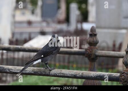 Un currawong à pied qui se pose au premier plan, tout en se tenant sur un morceau de métal corrodé qui constitue une partie d'une tombe dans un cimetière Banque D'Images