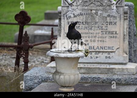 Un currawong pied debout sur une urne dans un cimetière, peu de temps après avoir tiré un chiffon sale hors de l'urne Banque D'Images