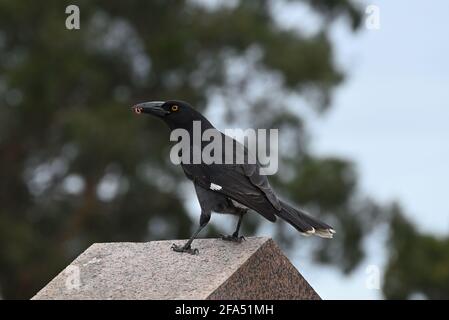 Un currawong pied debout au-dessus d'une structure avec un ver dans sa bouche Banque D'Images