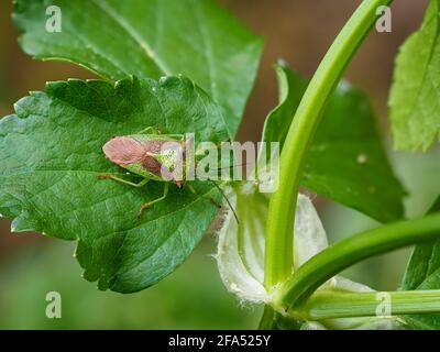 Gros plan sur Acanthosoma hémorroidale aka Hawthorn blindbug. Devon, Royaume-Uni. Banque D'Images