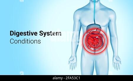 Douleur du système digestif sur l'illustration 3d du corps masculin. Infographie sur la douleur intestinale sur le système digestif anatomique. Le ventre fait mal à la maladie. rendu 3d. Banque D'Images