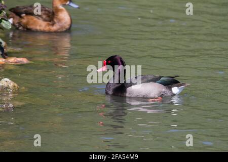 Canard à bec rouge mâle et femelle Banque D'Images