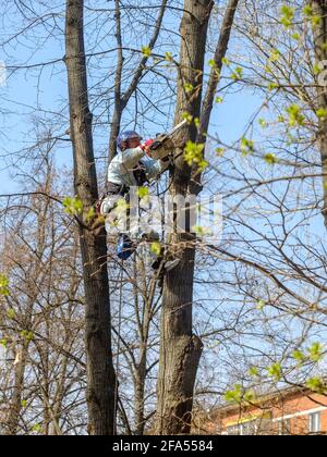 Moscou. Russie. 17 avril 2021. Un travailleur dans un casque est suspendu à des cordes au sommet d'un arbre et coupe une branche à l'aide d'une tronçonneuse. Rajeunissement de Banque D'Images