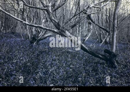 Bluebell, jacinthoides non-scripta, et d'autres fleurs sauvages celandine, l'anémone de bois montrent leur monde invisible vu sous la lumière ultraviolette Banque D'Images