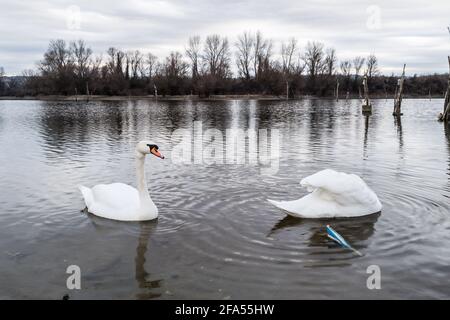 Zones habitées par un grand nombre de cygnes sauvages, ainsi que la sauvagine sauvage dans la nature, le cygne dans son habitat naturel. Banque D'Images