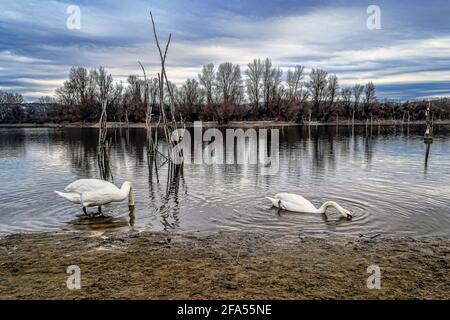 Zones habitées par un grand nombre de cygnes sauvages, ainsi que la sauvagine sauvage dans la nature, le cygne dans son habitat naturel. Banque D'Images