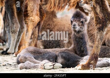 Le chameau de bébé est un ongulate dans le genre Camelus Banque D'Images