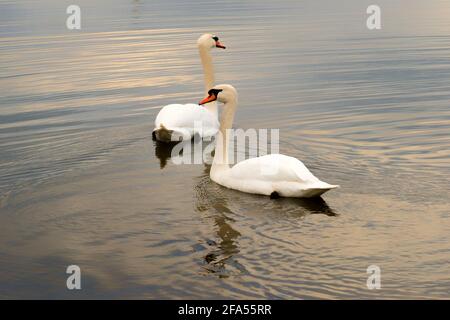 Zones habitées par un grand nombre de cygnes sauvages, ainsi que la sauvagine sauvage dans la nature, le cygne dans son habitat naturel. Banque D'Images