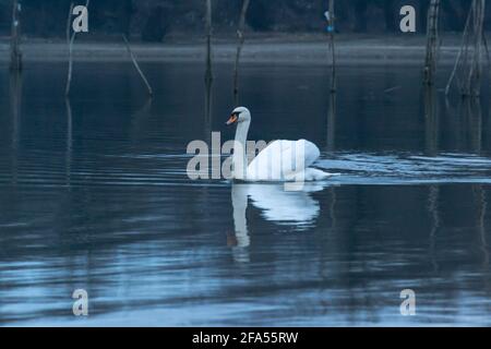 Zones habitées par un grand nombre de cygnes sauvages, ainsi que la sauvagine sauvage dans la nature, le cygne dans son habitat naturel. Banque D'Images
