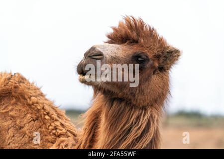 Le chameau africain est un ongulé du genre Camelus Banque D'Images