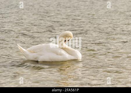 Zones habitées par un grand nombre de cygnes sauvages, ainsi que la sauvagine sauvage dans la nature, le cygne dans son habitat naturel. Banque D'Images
