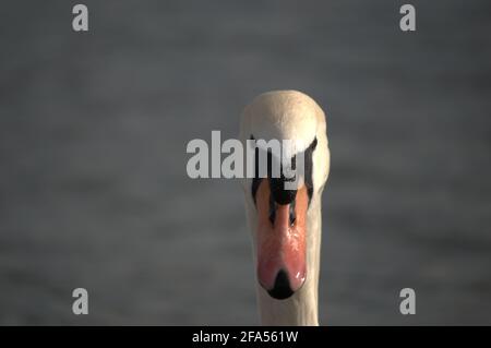 Zones habitées par un grand nombre de cygnes sauvages, ainsi que la sauvagine sauvage dans la nature, le cygne dans son habitat naturel. Banque D'Images