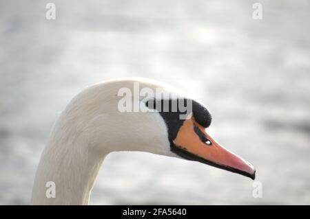 Zones habitées par un grand nombre de cygnes sauvages, ainsi que la sauvagine sauvage dans la nature, le cygne dans son habitat naturel. Banque D'Images