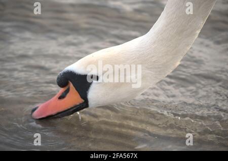 Zones habitées par un grand nombre de cygnes sauvages, ainsi que la sauvagine sauvage dans la nature, le cygne dans son habitat naturel. Banque D'Images