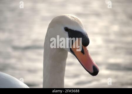 Zones habitées par un grand nombre de cygnes sauvages, ainsi que la sauvagine sauvage dans la nature, le cygne dans son habitat naturel. Banque D'Images