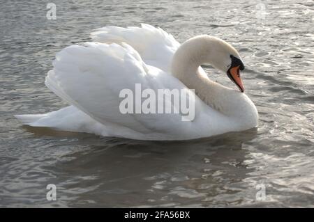 Zones habitées par un grand nombre de cygnes sauvages, ainsi que la sauvagine sauvage dans la nature, le cygne dans son habitat naturel. Banque D'Images