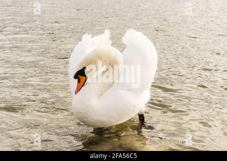 Zones habitées par un grand nombre de cygnes sauvages, ainsi que la sauvagine sauvage dans la nature, le cygne dans son habitat naturel. Banque D'Images