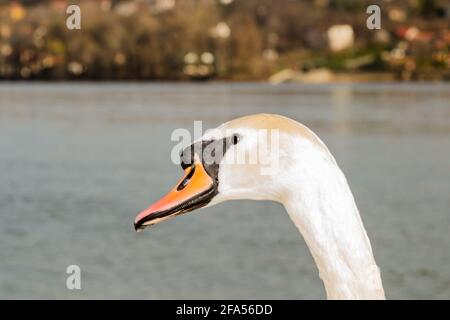 Zones habitées par un grand nombre de cygnes sauvages, ainsi que la sauvagine sauvage dans la nature, le cygne dans son habitat naturel. Banque D'Images