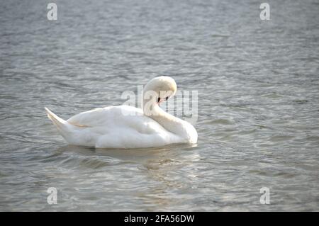 Zones habitées par un grand nombre de cygnes sauvages, ainsi que la sauvagine sauvage dans la nature, le cygne dans son habitat naturel. Banque D'Images