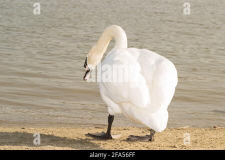 Zones habitées par un grand nombre de cygnes sauvages, ainsi que la sauvagine sauvage dans la nature, le cygne dans son habitat naturel. Banque D'Images