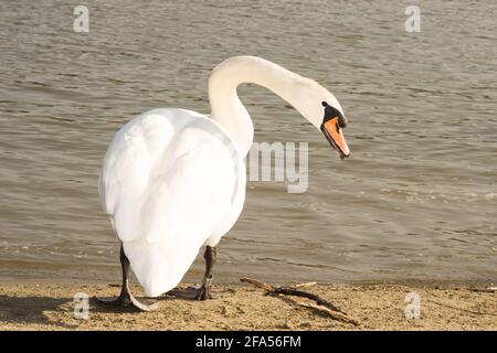 Zones habitées par un grand nombre de cygnes sauvages, ainsi que la sauvagine sauvage dans la nature, le cygne dans son habitat naturel. Banque D'Images