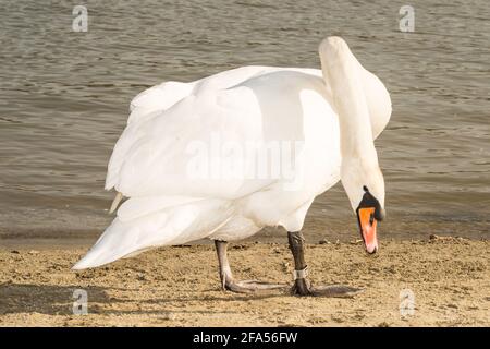 Zones habitées par un grand nombre de cygnes sauvages, ainsi que la sauvagine sauvage dans la nature, le cygne dans son habitat naturel. Banque D'Images